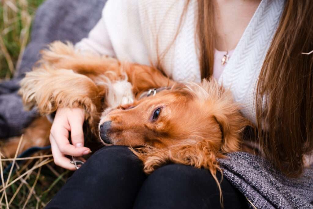 Red Golden Retriever Puppies