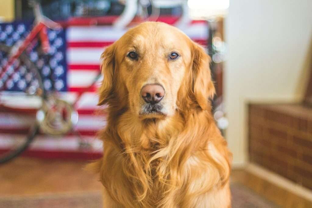 red golden retriever puppies