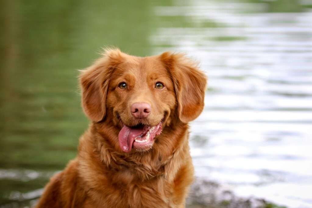 red golden retriever puppies