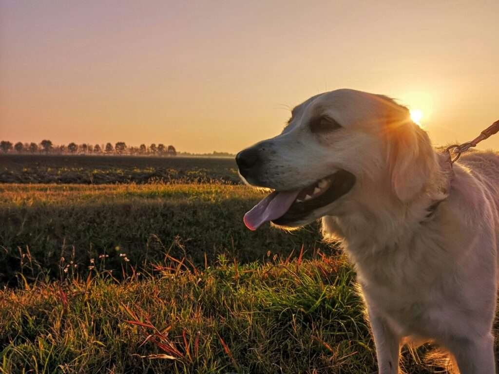 red golden retriever puppies