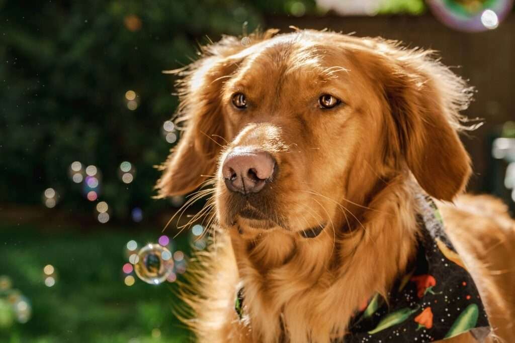 red golden retriever puppies