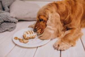 best dog food for golden retrievers