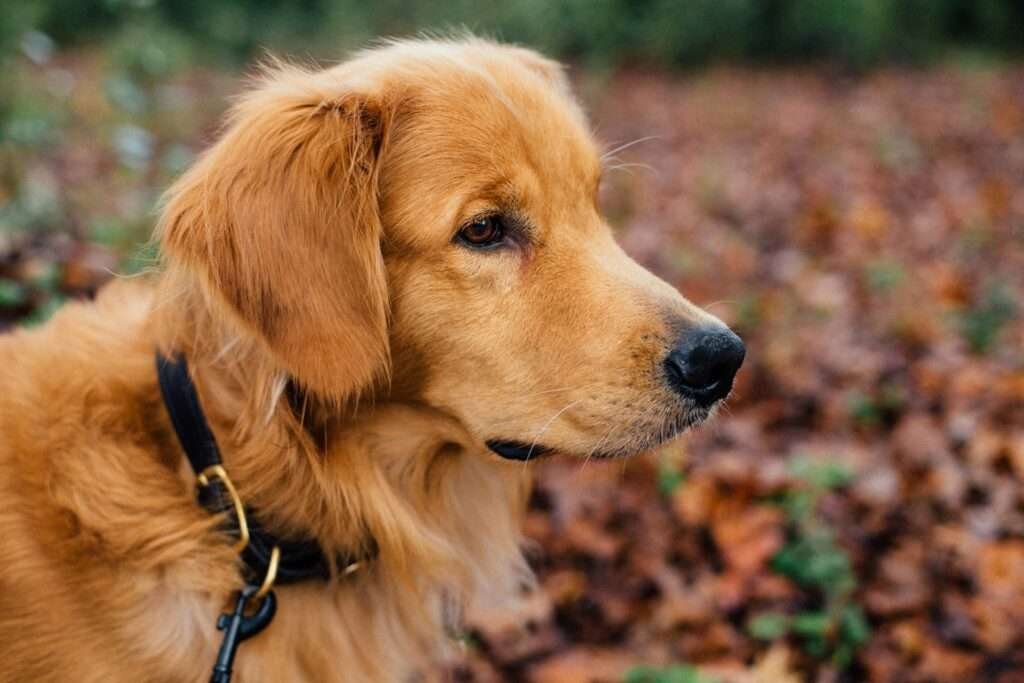 best dog food for golden retrievers