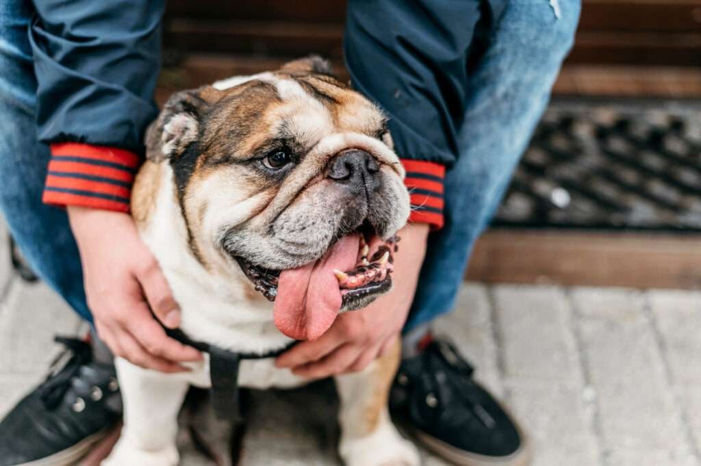 dog harness for french bulldog