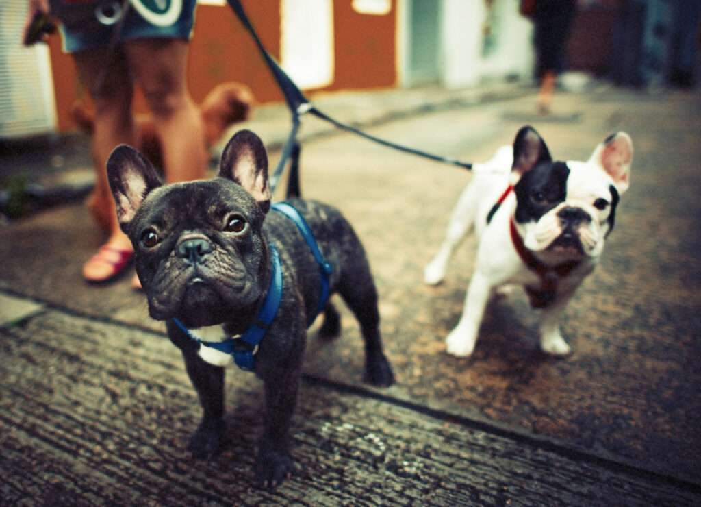 dog harness for french bulldog