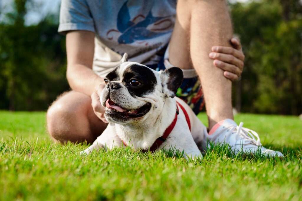 dog harness for french bulldog