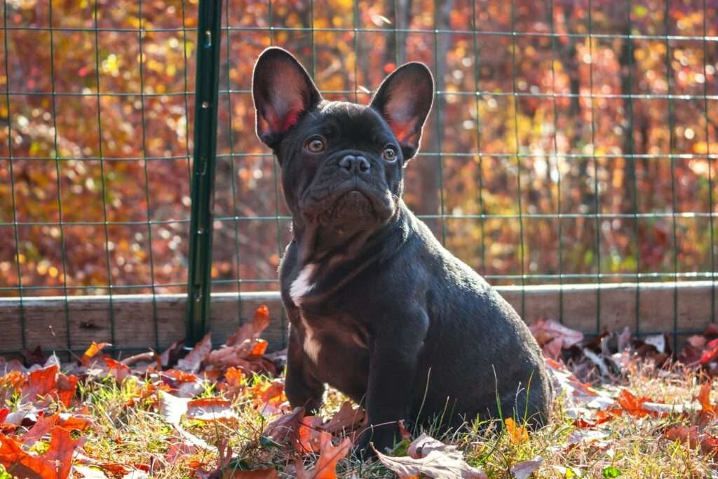 dog harness for french bulldog