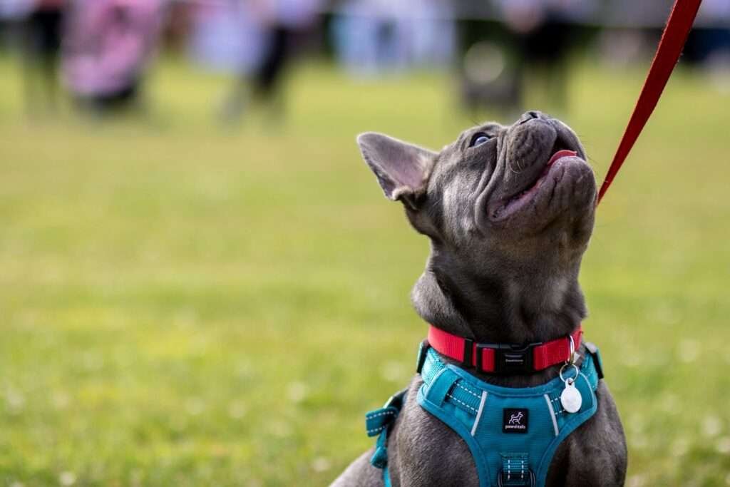 dog harness for french bulldog