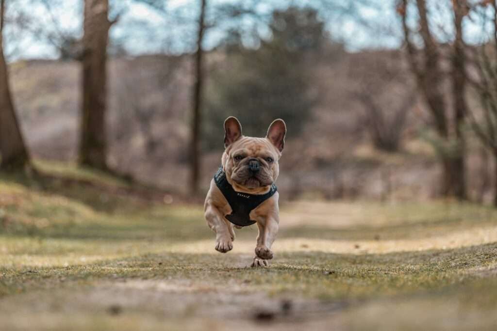 dog harness for french bulldog