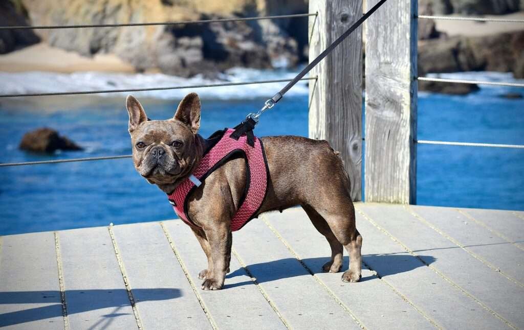 dog harness for french bulldog