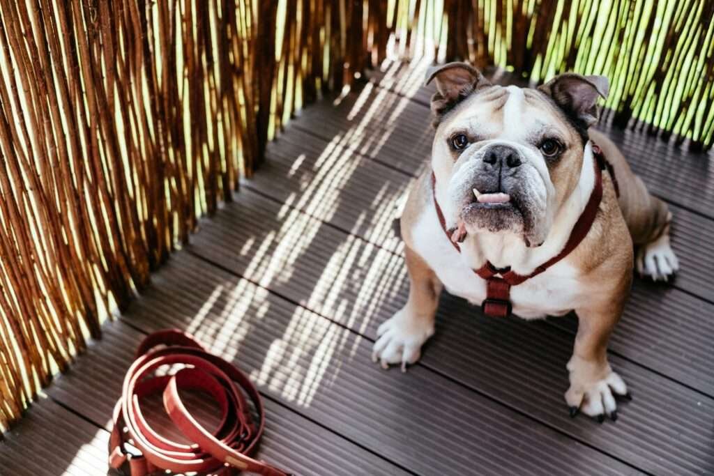 dog harness for french bulldog