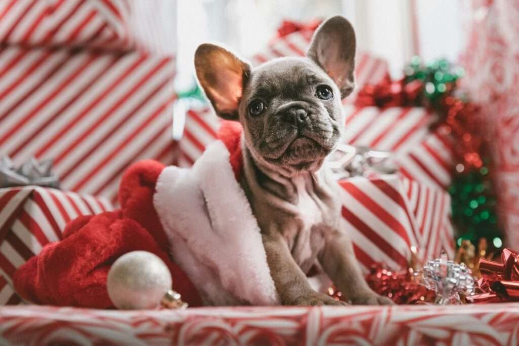 dog harness for french bulldog