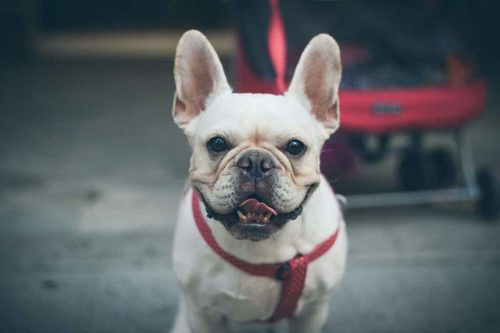 dog harness for french bulldog