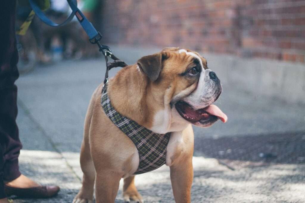 dog harness for french bulldog