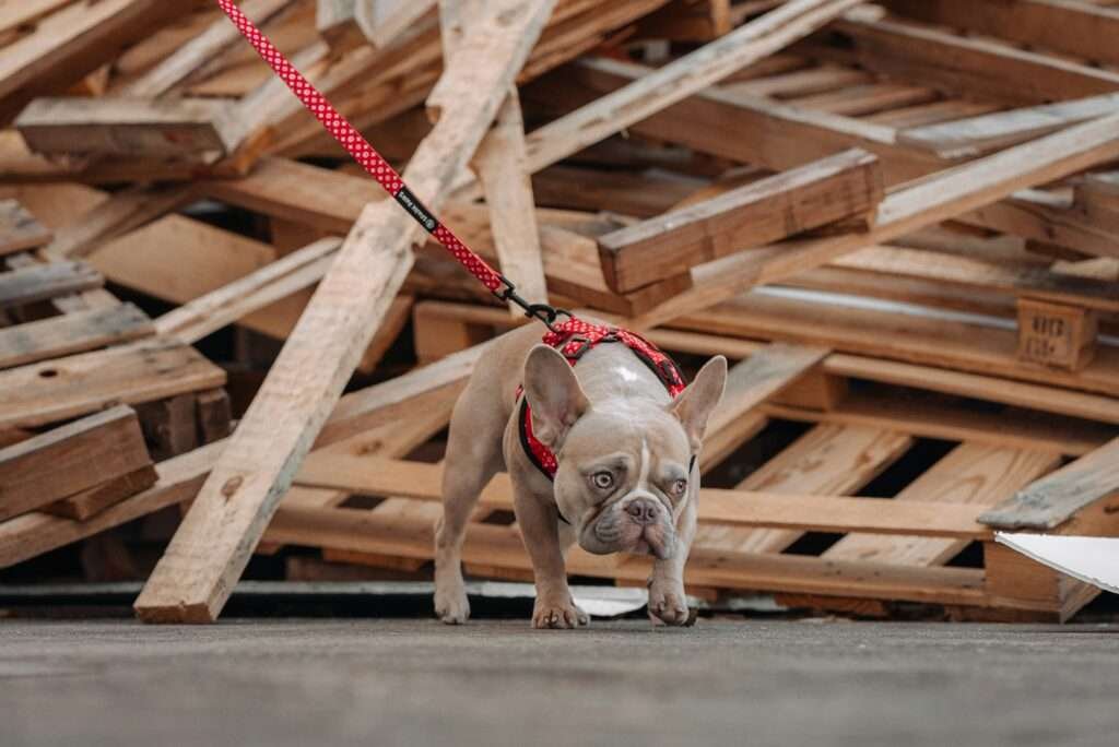 dog harness for french bulldog