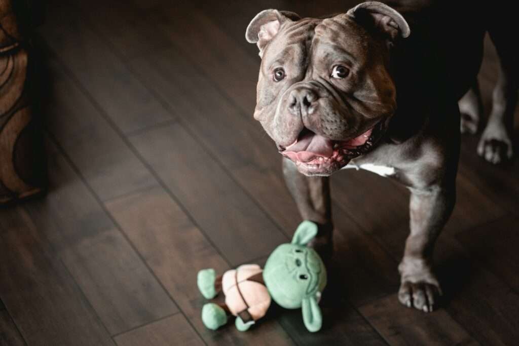 dog harness for french bulldog