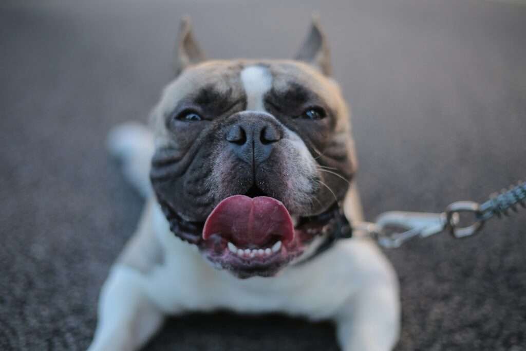 dog harness for french bulldog