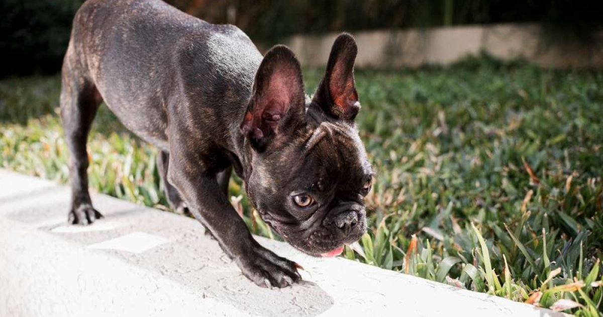 Healthy grain-free food for French Bulldogs