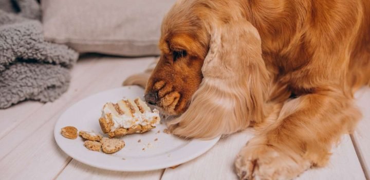 best dog food for golden retrievers