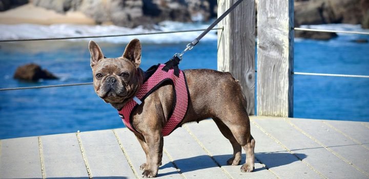 dog harness for french bulldog