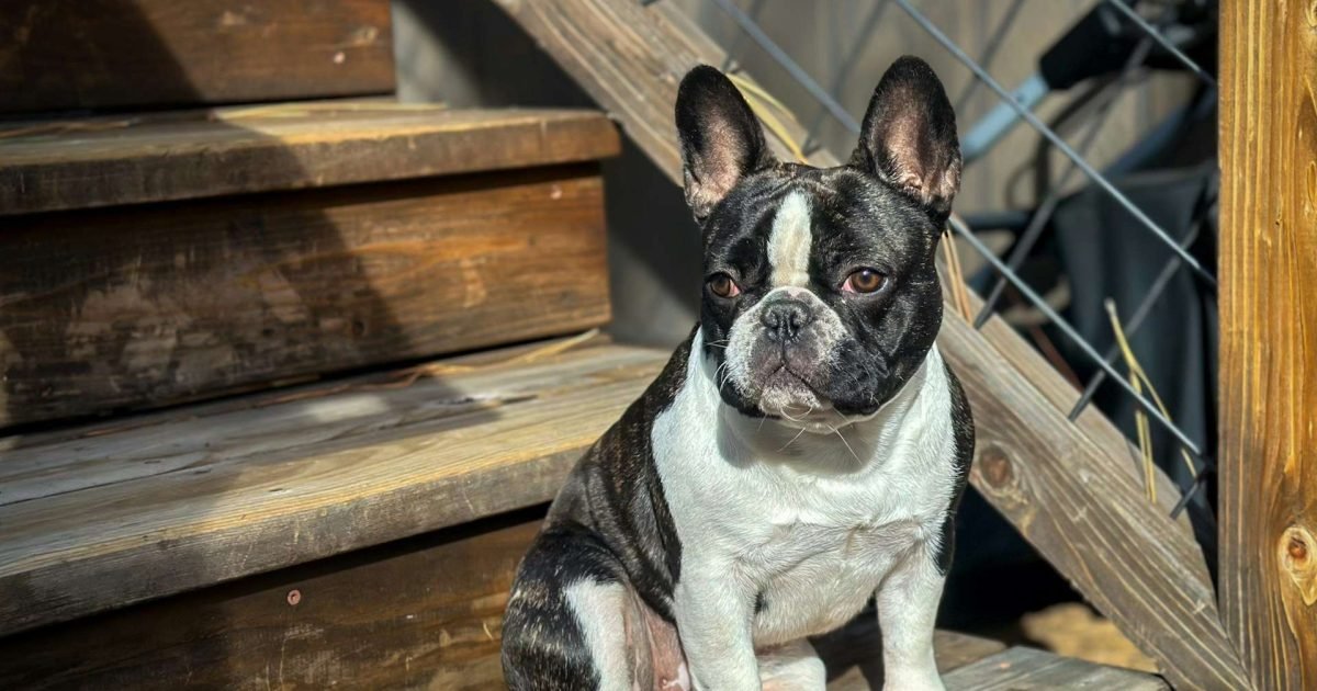 Healthy grain-free food for French Bulldogs