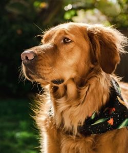 red golden retriever puppies