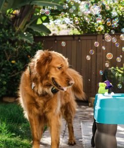 red golden retriever puppies