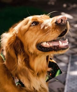 red golden retriever puppies